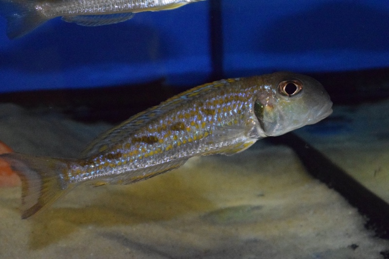 Xenotilapia singularis 'Kerenge Island'